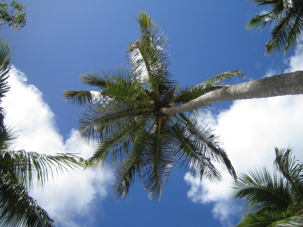Palm-Covered House In The Tropical -Casa Oli Las Galeras Eksteriør bilde